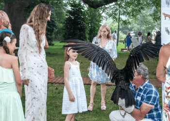 Vlad the turkey vulture is an Evelyn Alexander Wildlife Rescue Center ambassador